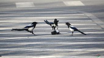 喜鹊爆料视频,揭秘视频背后的惊人真相  第3张